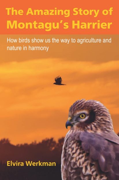 The Amazing Story of Montagu's Harrier