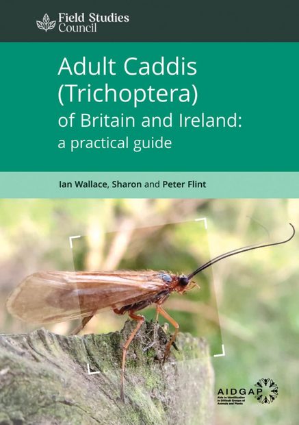 Adult Caddis (Trichoptera) of Britain and Ireland