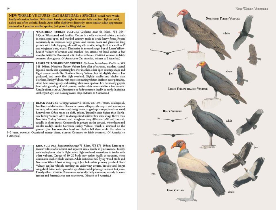 Birds of Belize | NHBS Field Guides & Natural History