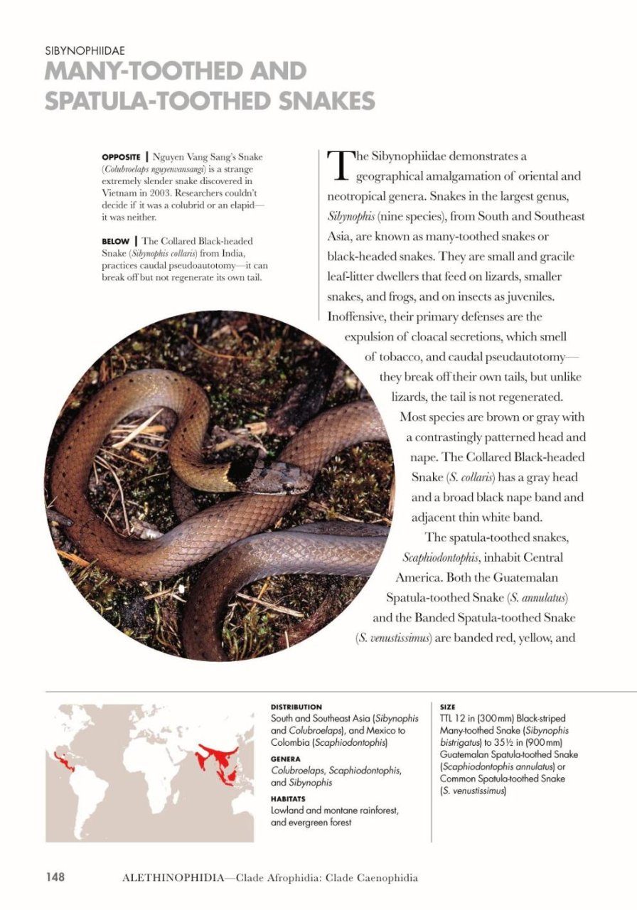 Snakes of the World  Princeton University Press