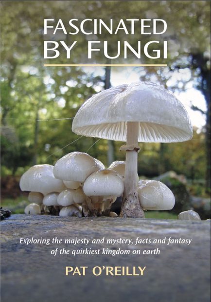 Fascinated by Fungi