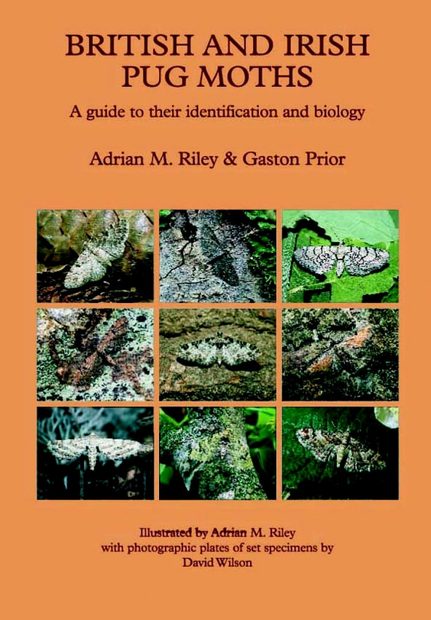 British and Irish Pug Moths