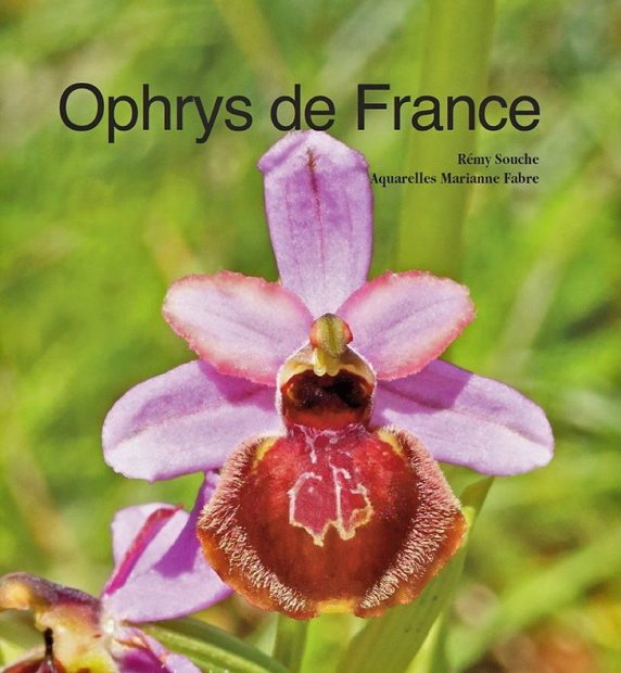 Ophrys de France, d’Occitanie, de Catalogne et de Corse [Ophrys of France, Occitania, Catalonia and Corsica]