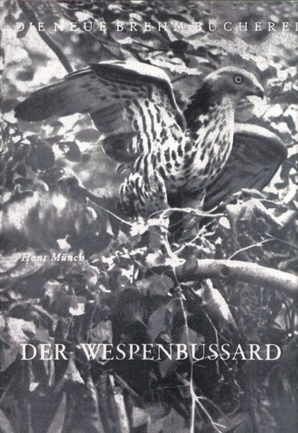 Der Wespenbussard [The Honey Buzzard]