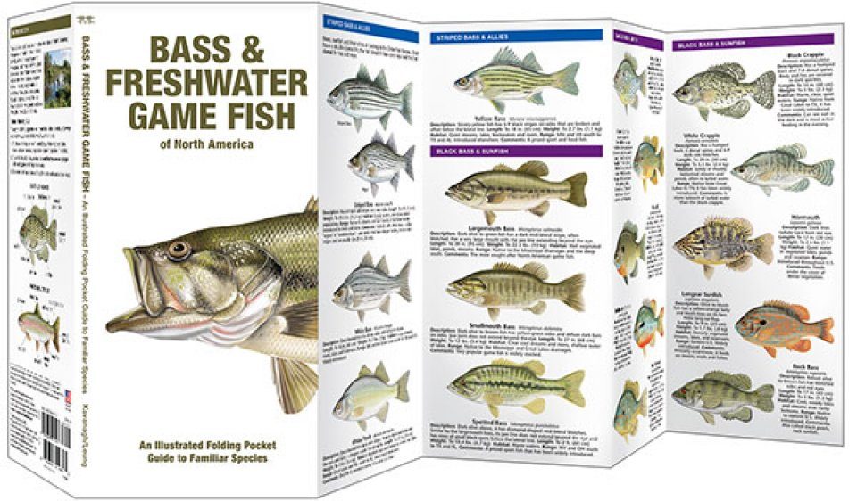Bass & Freshwater Game Fish of North America: An Illustrated Folding Pocket  Guide to Familiar Species