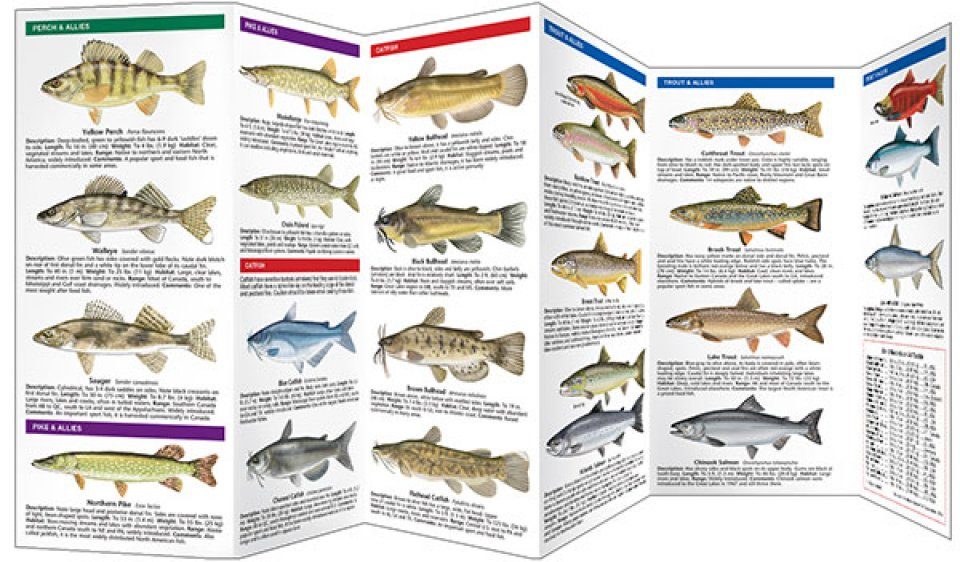 Bass & Freshwater Game Fish of North America: An Illustrated Folding Pocket  Guide to Familiar Species