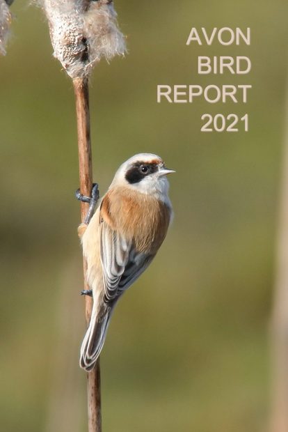 Avon Bird Report 2021