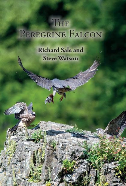 The Peregrine Falcon
