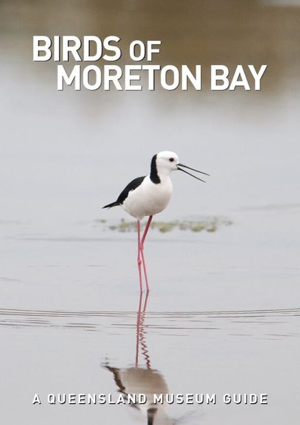 Birds of Moreton Bay