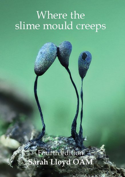 Where the Slime Mould Creeps