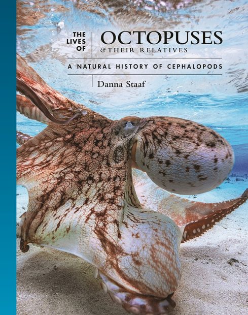 The Lives of Octopuses & Their Relatives