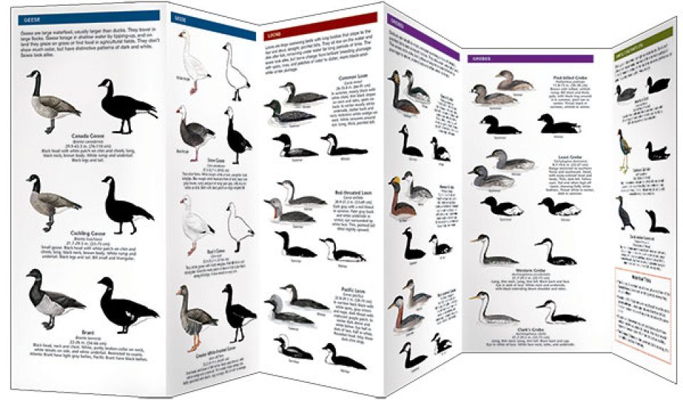 Ducks Browse by Shape, All About Birds, Cornell Lab of Ornithology