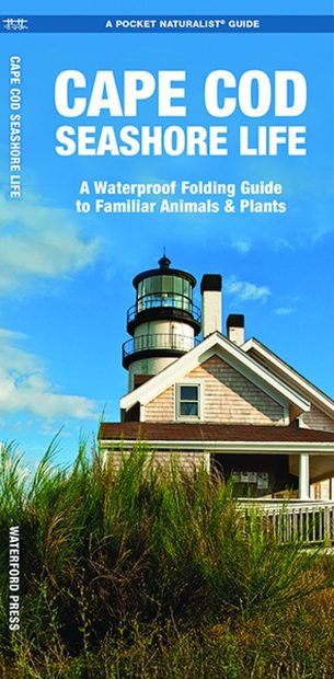 Cape Cod Seashore Life