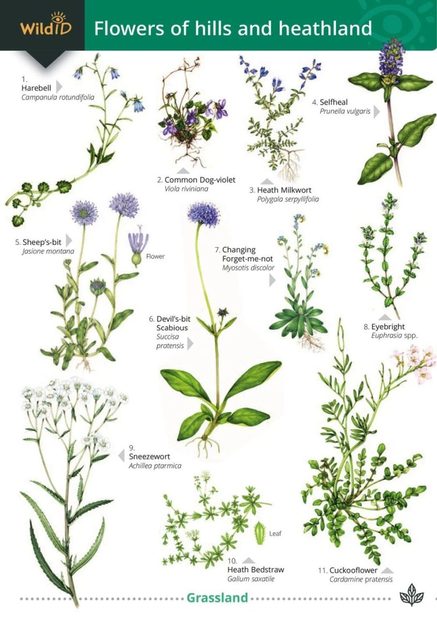 Flowers of Hills and Heathlands