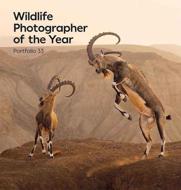 Wildlife Photographer of the Year, Portfolio 33