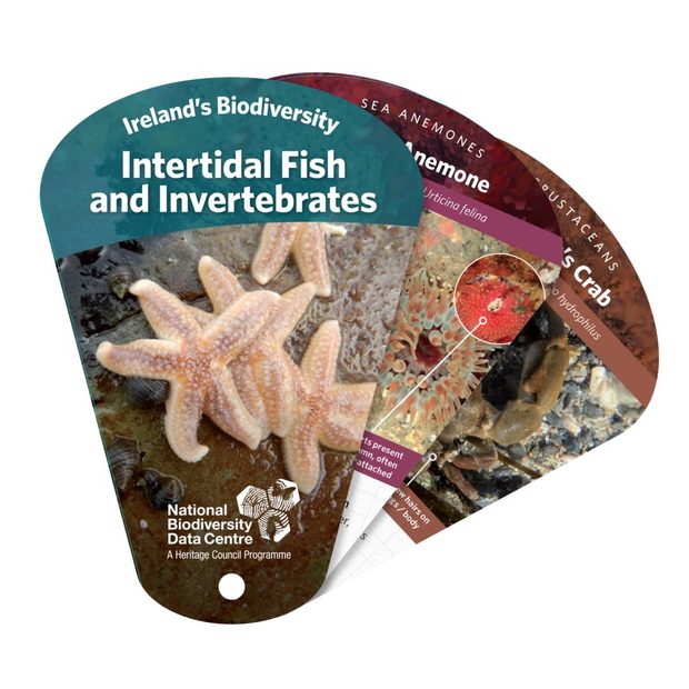 Ireland's Biodiversity: Intertidal Fish and Invertebrates
