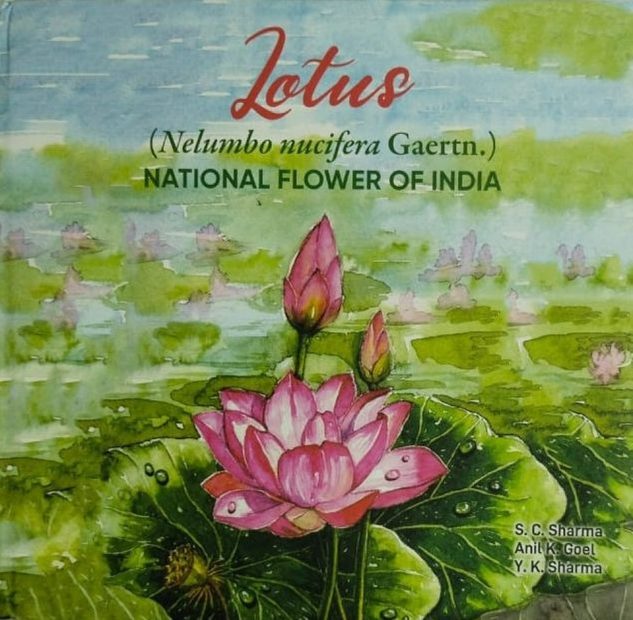 Lotus (Nelumbo nucifera Gaertn.)