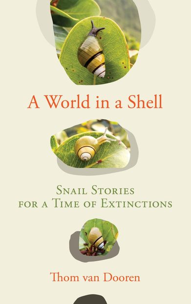 A World in a Shell