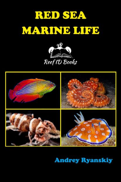 Red Sea Marine Life