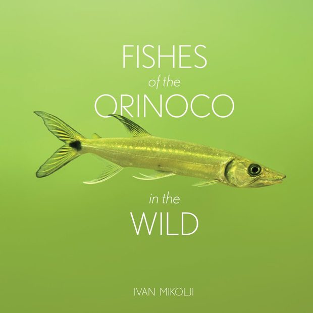 Fishes of the Orinoco in the Wild