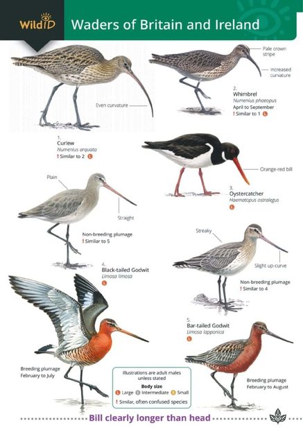 Waders of Britain and Ireland