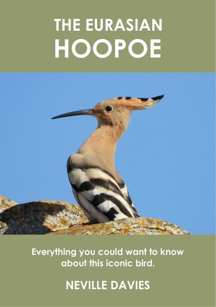The Eurasian Hoopoe