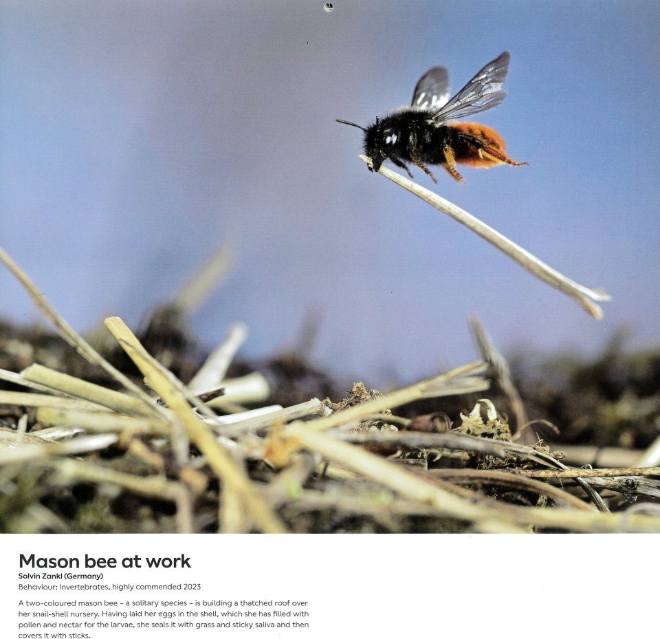 Wildlife Photographer Of The Year 2024 Wall Calendar NHBS Gifts