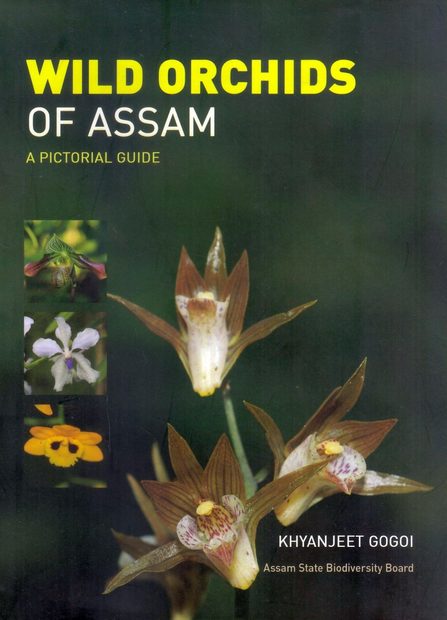 Wild Orchids of Assam