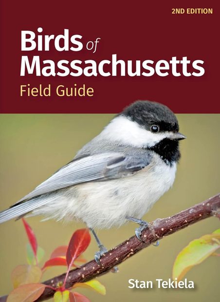 Birds of Massachusetts