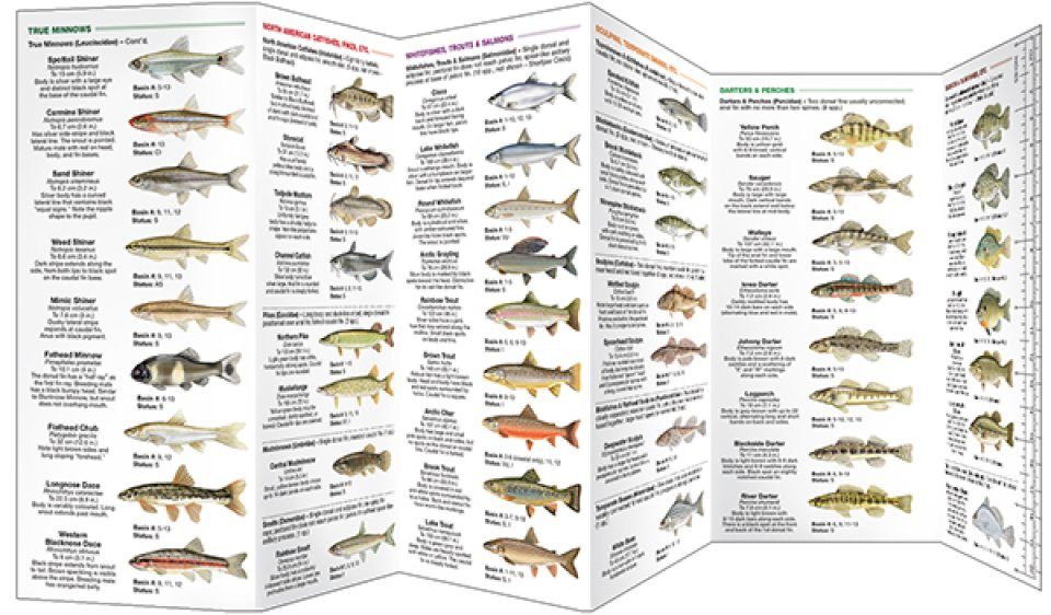 Freshwater Fishes of Manitoba – University of Manitoba Press