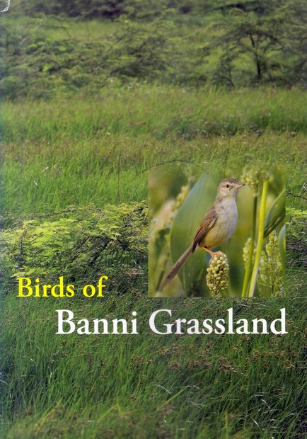 Birds of Banni Grassland