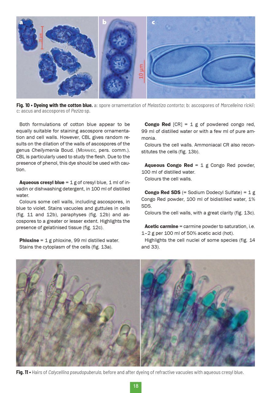 Studying the Discomycetes: From Initiation to Advanced Levels | NHBS ...