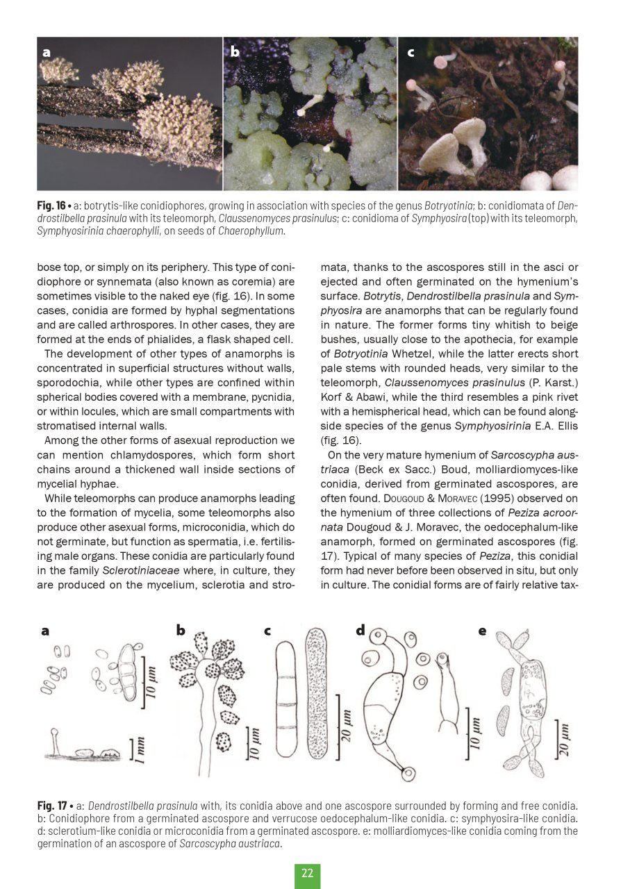 Studying the Discomycetes: From Initiation to Advanced Levels | NHBS ...