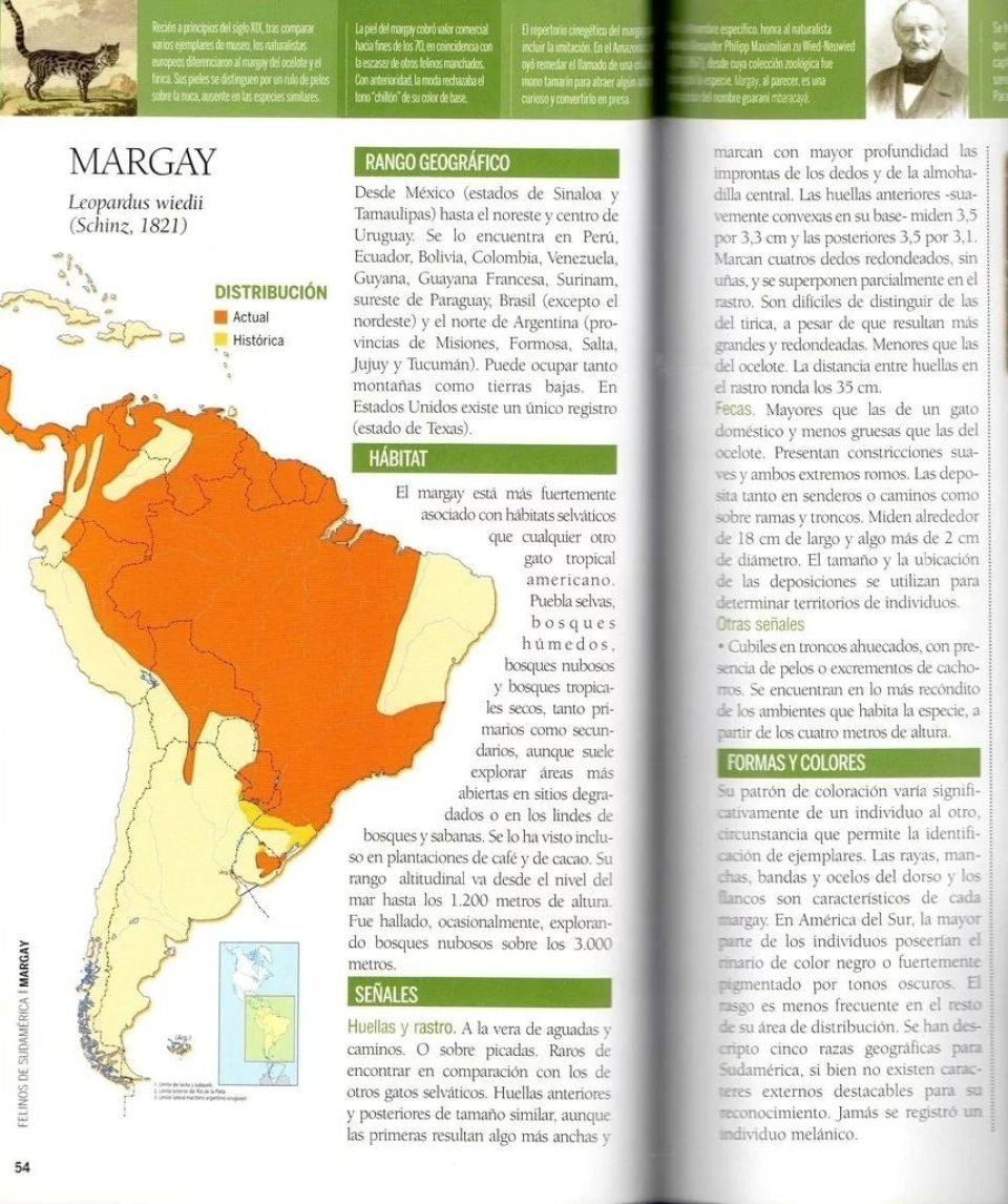 Felinos de Sudamérica: Manuales de Campo [Felines of South America