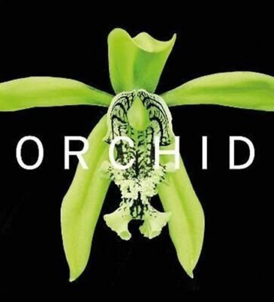 Orchid