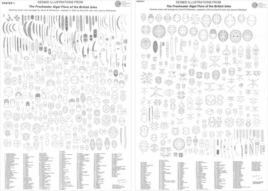 Desmid Illustrations from ‘The  Freshwater Algal Flora of the British Isles’ (2-Poster Set)