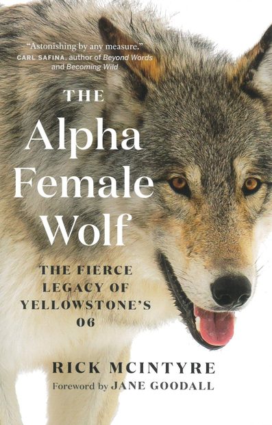 The Alpha Female Wolf