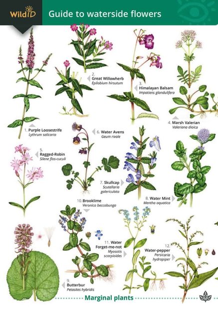 Guide to Waterside Flowers