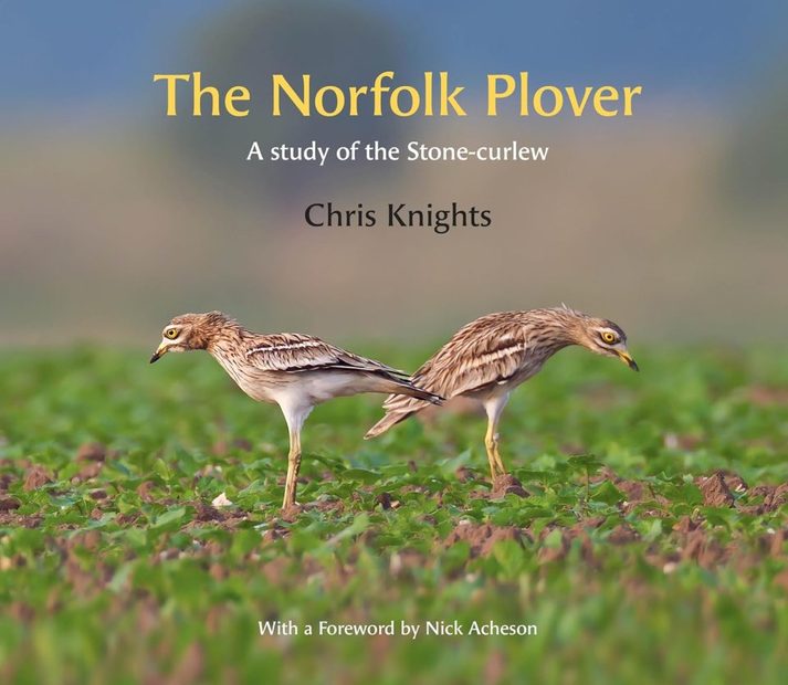 The Norfolk Plover
