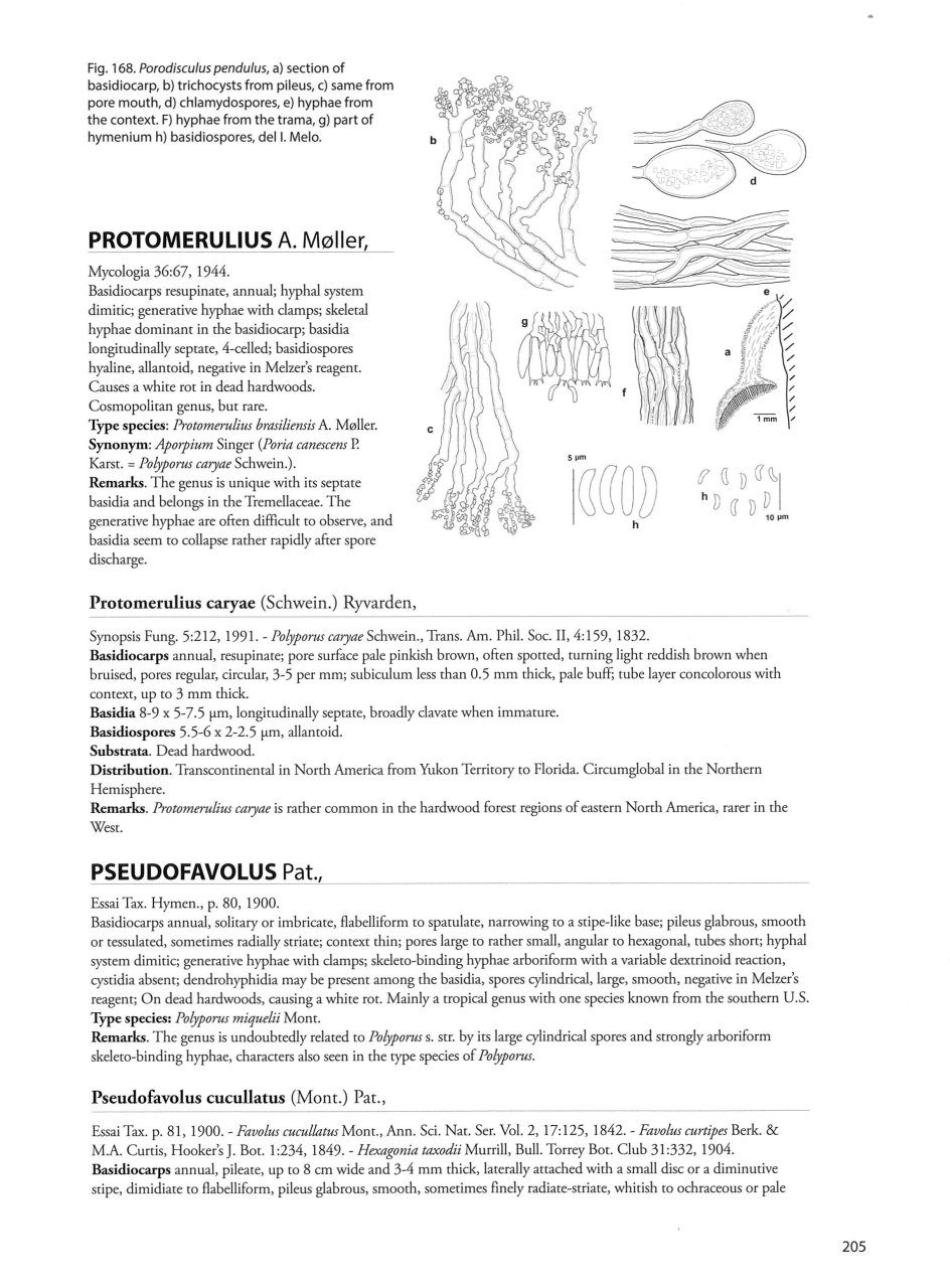 Poroid Fungi of Europe (Synopsis Fungorum Vol. 37) by