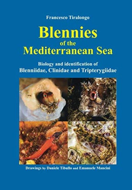 Blennies of the Mediterranean Sea