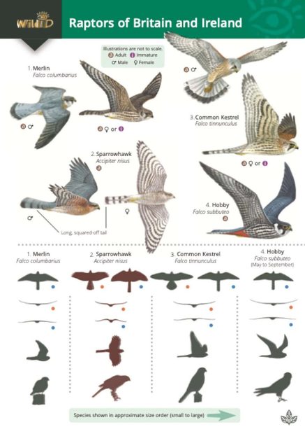 Raptors of Britain and Ireland