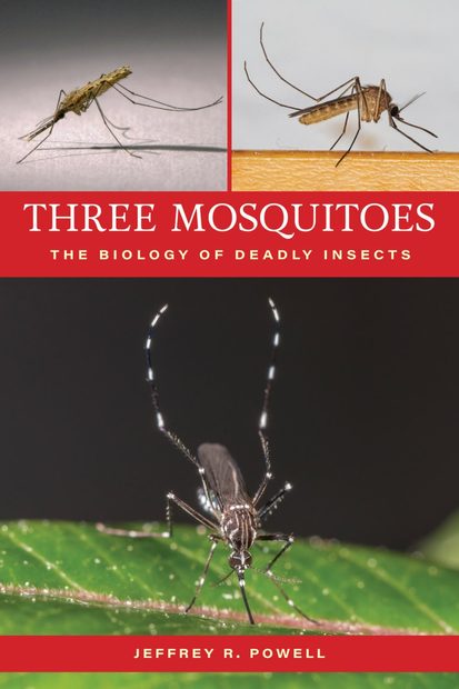 Three Mosquitoes