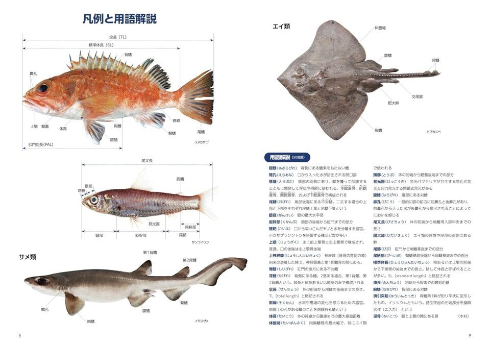 Nihon no Shinkaigyo Zukan [Deep-Sea Fishes of Japan] | NHBS
