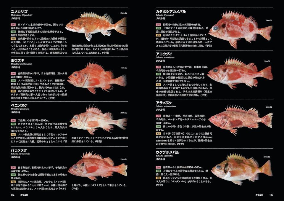 世界文化生物大図鑑　ENCYCLOPEDIA OF FISH 魚類 改訂新版 世界文化生物大図鑑 ENCYCLOPEDIA OF FISH 魚類 改訂新版 改訂