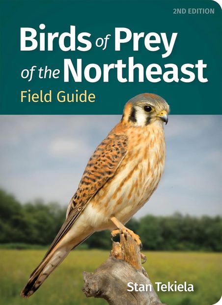 Birds of Prey of the Northeast