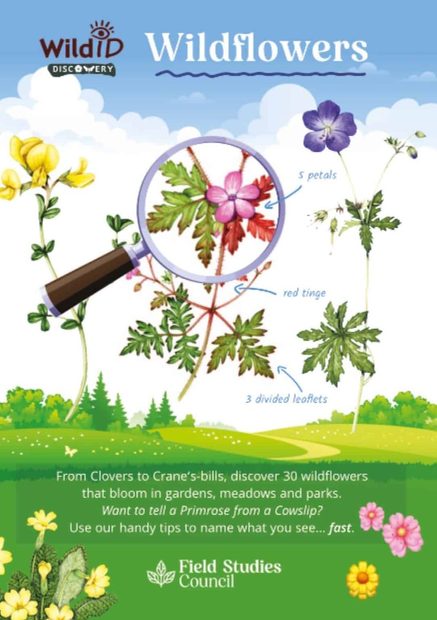 FSC Discovery Guide: Wildflowers