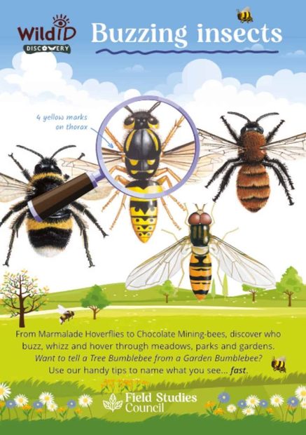 FSC Discovery Guide: Buzzing Insects