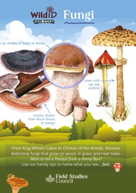 FSC Discovery Guide: Fungi