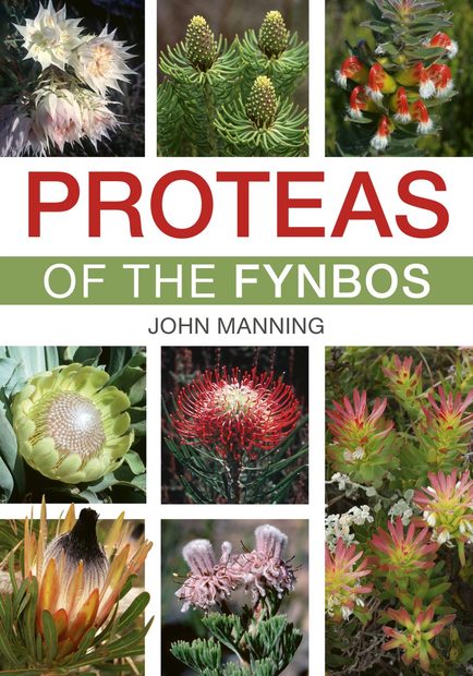 Proteas of the Fynbos